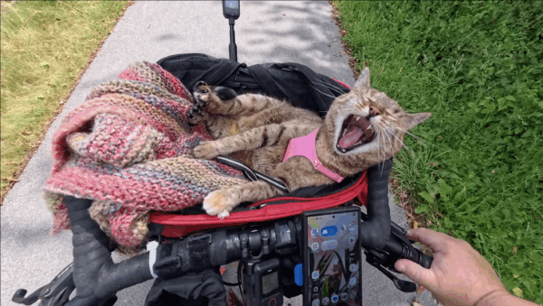 Nala's Harness - Image 5