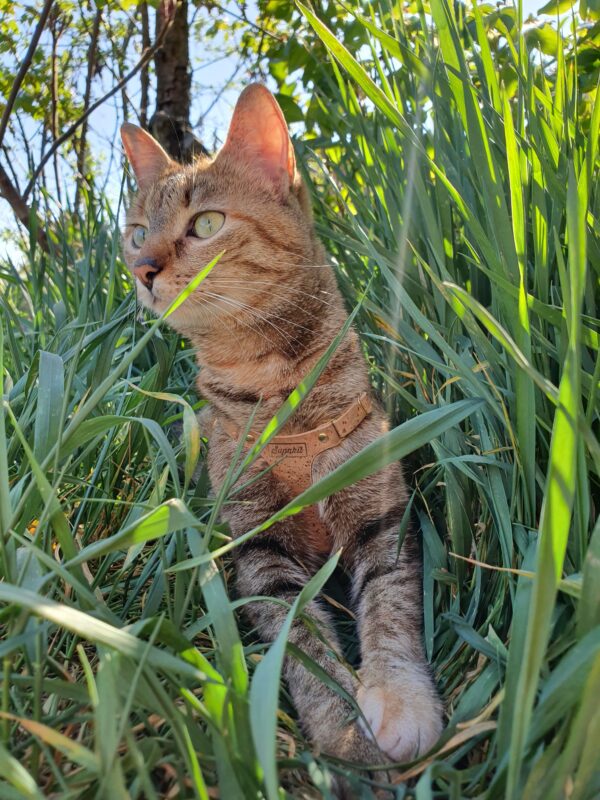 Nala's Harness - Image 4