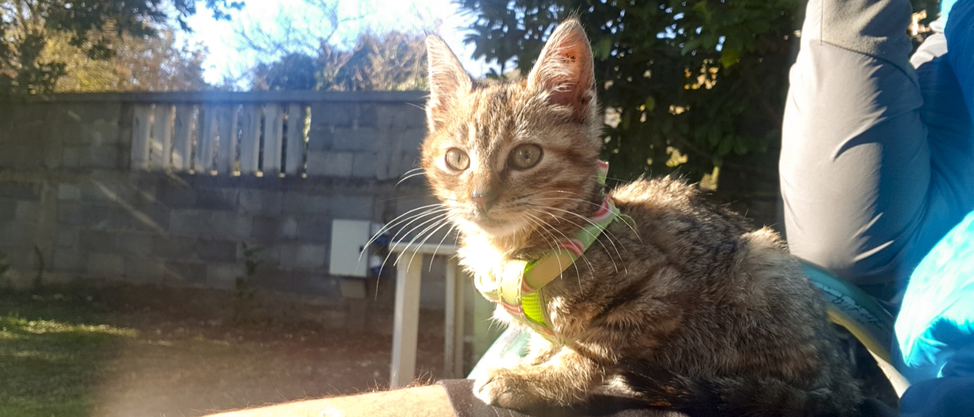 Baby-Nala-on-the-lap.jpg