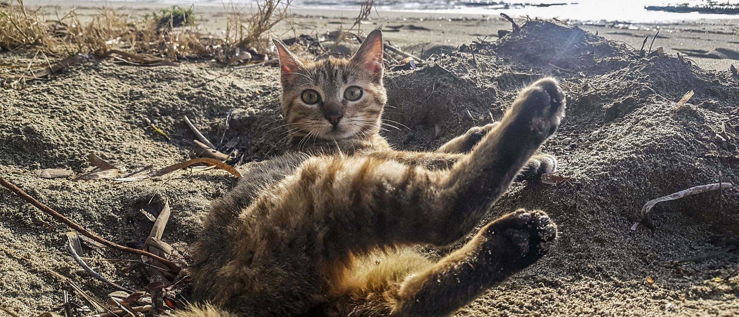 Nala-in-Sand.jpg